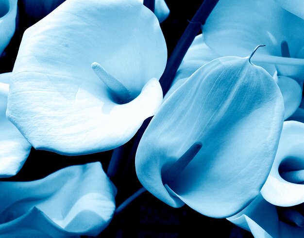 Photo close-up view of lily flowers