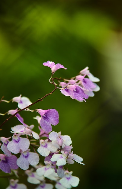 Foto vista ravvicinata dei fiorellini del giardino