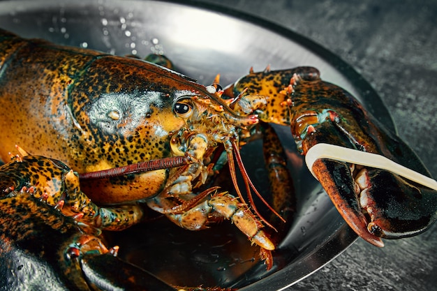 Close up view on live Boston lobster in bowl on dark background. Fresh Raw lobster