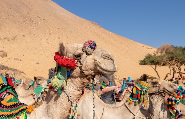 Photo close up view of lots of camel or domedaries sitting in the desert with colorful traditional apparel in aswan