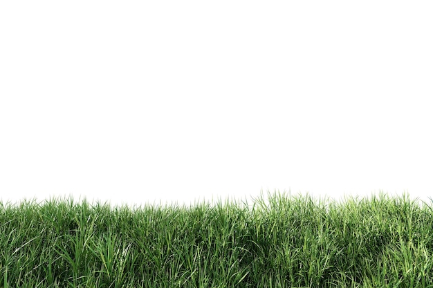 Close up view of lush green grass isolated on white background with clipping path 3d render