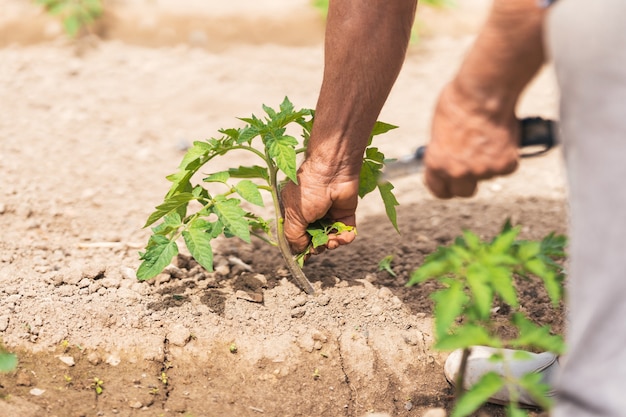 Close-up view of man tending small plant, concept of growth and life