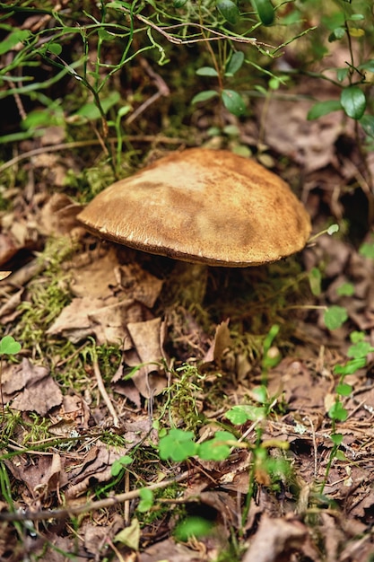 Close-up view of mushroom on the ground in the forest, purposely blurred. Forest mushrooms