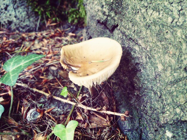 Photo close-up view of mushroom