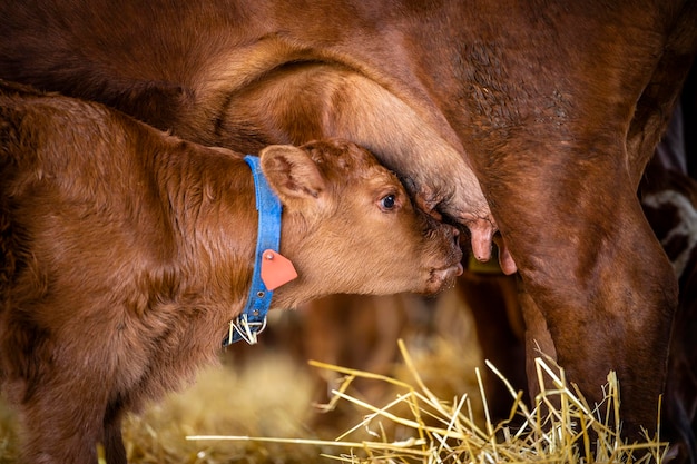 Close up view of newborn calf suckling mothers milk from udder teat at cattle farm