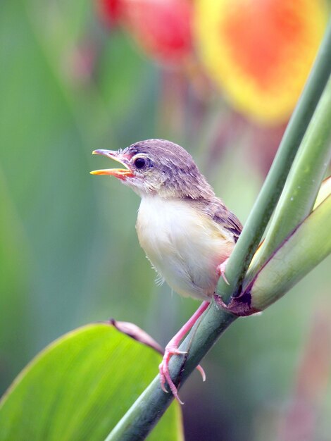 Close up view of nice little bird