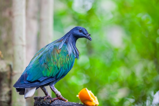 Close-up view of a Nicobar pigeon