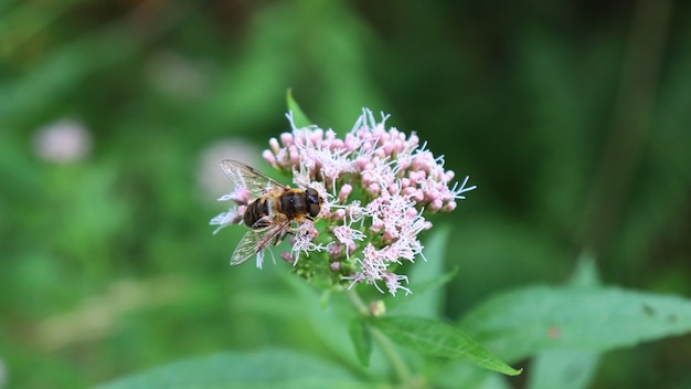 写真 背景をぼかした写真とピンクの花にミツバチのクローズアップ表示