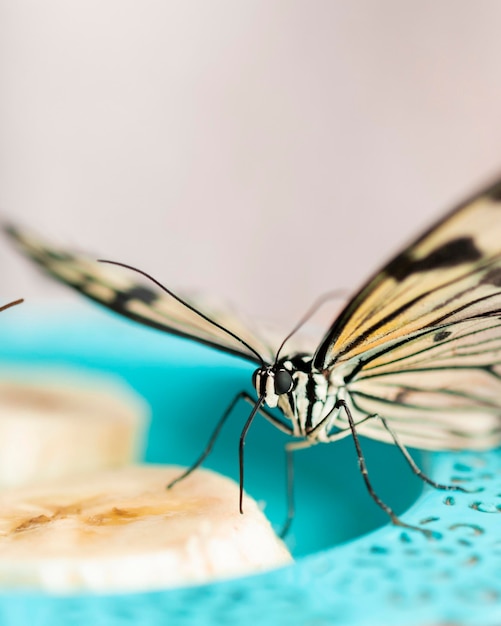 사진 아름 다운 나비 개념의 클로즈업보기