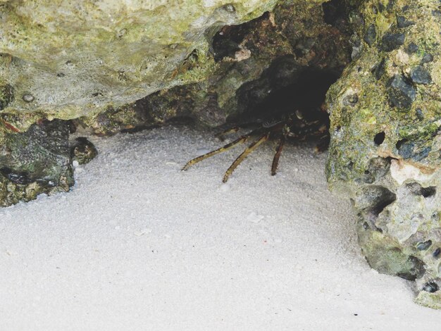 写真 岩 の 中 に ある カニ の 近く の 眺め