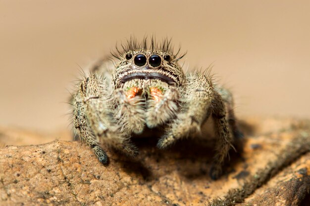 写真 砂上のカニのクローズアップ写真