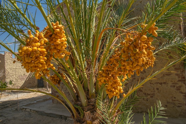 Фото Крупным планом вид финиковой пальмы