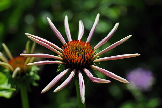 写真 花のクローズアップビュー