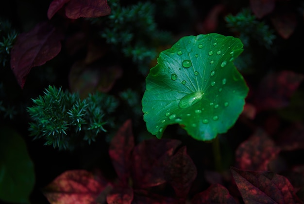 写真 インドのツボクサの緑の葉の上の水滴の拡大図