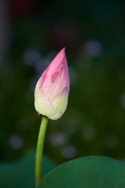 사진 수련 꽃 봉 오리의 클로즈업보기