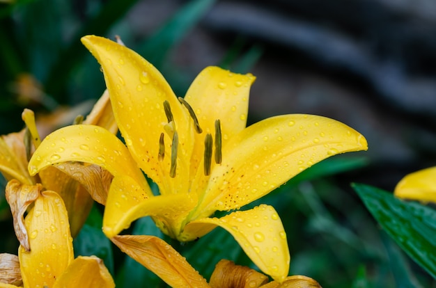 노란색 백합 꽃의 근접 촬영보기입니다. Lilium Sp. 평면도.