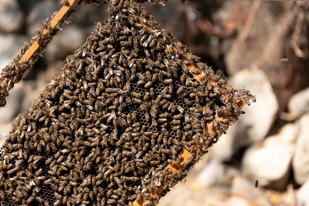 Close up view of the opened hive body showing the frames populated by honey bees. Honey bees crawl in an open hive on honeycomb wooden honeycombs doing teamwork. Beekeeping concept in agriculture.