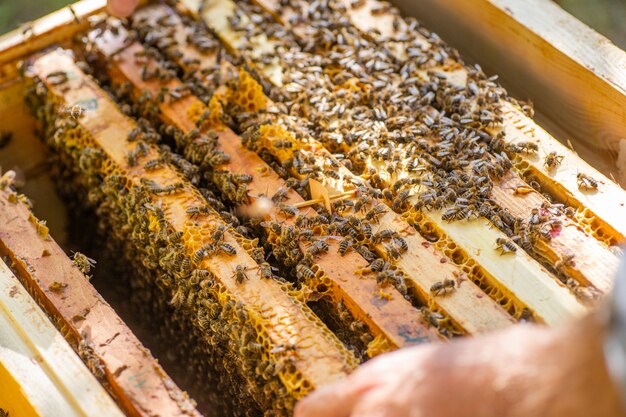 Close up view of opened hive body showing frames populated by honey bees