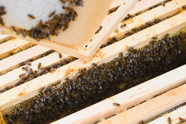 Крупный план открытого корпуса улья, показывающий рамки, населенные медоносными пчелами.