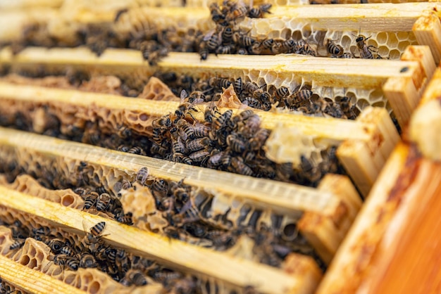 Close up view of the opened hive body showing the frames populated by honey bees