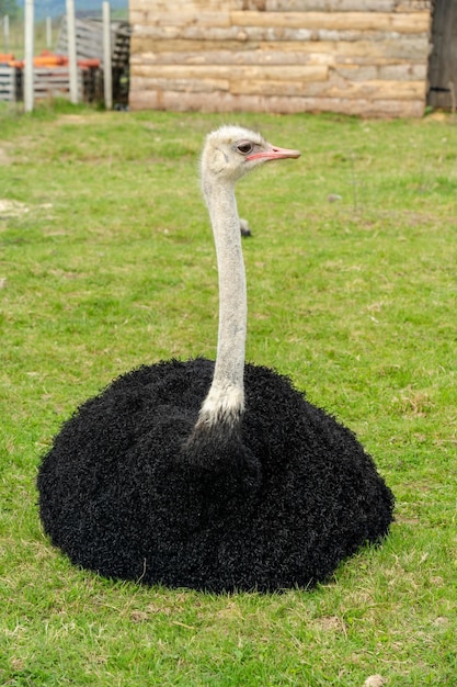 Close up view of an ostrich at the farm