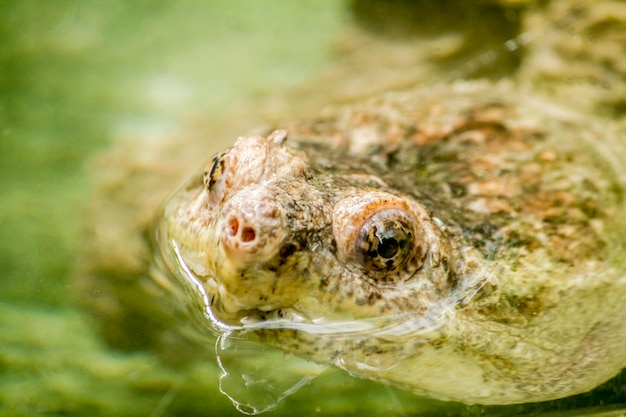 Close up view of a peaking head of a Adanson mud turtle (Pelusios adansonii).