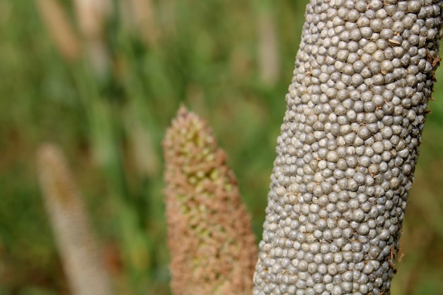 Close-up view of the pearl millet head.