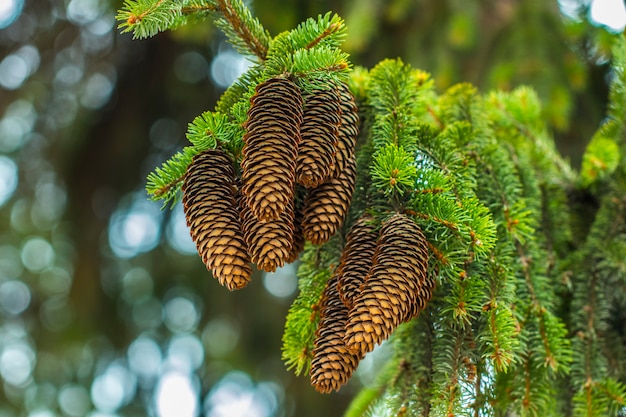 Close up view of pine branch with cones