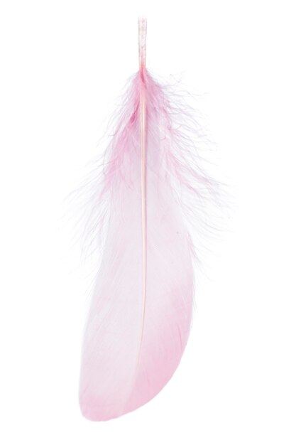 Close up view of a pink feather on white background.