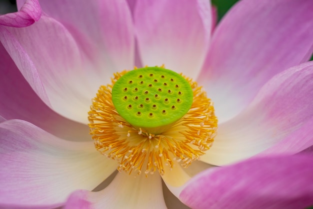 Foto vista del primo piano del fiore di loto rosa