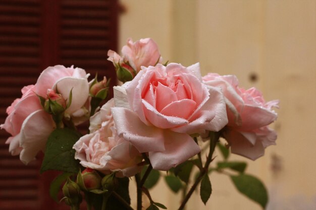 Foto vista ravvicinata delle rose rosa