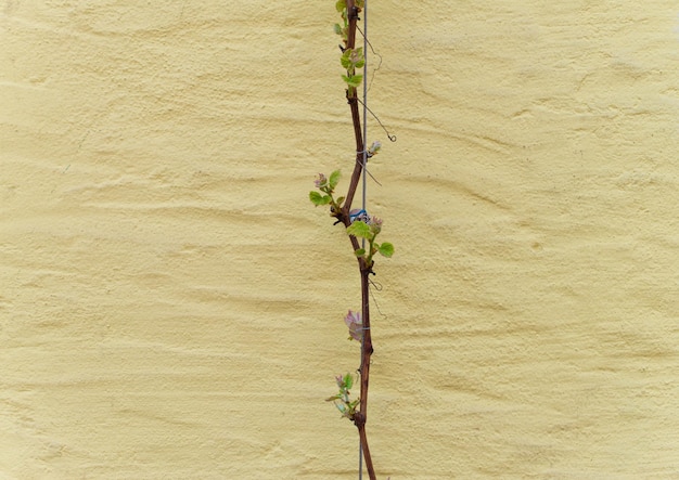 Photo close-up view of plant