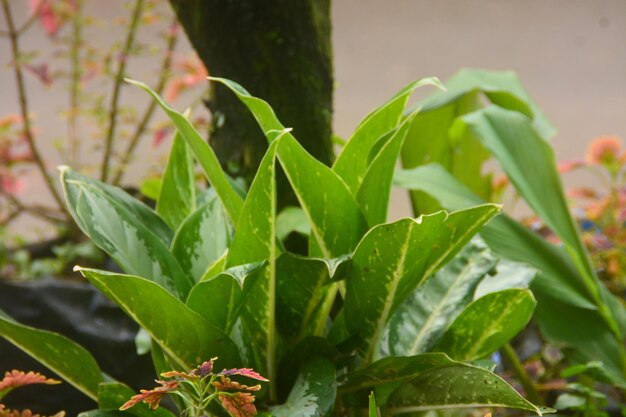 Photo close up view of plants near the house that are starting to grow flowers in woosobo indonesia no people