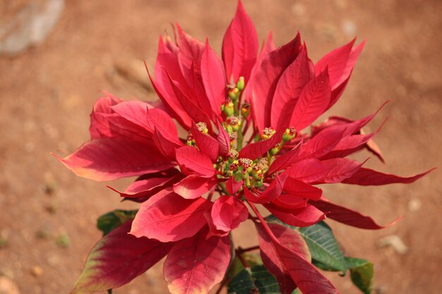 Close up view of the poinsettia flowers