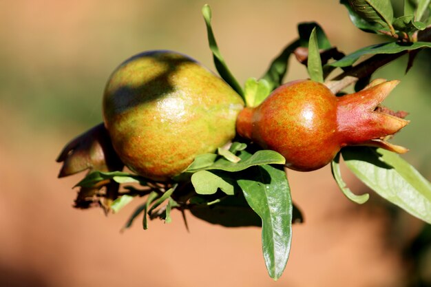 Close up view of Pomegranate fruit hanging on a tree