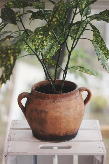 Photo close-up view of pot