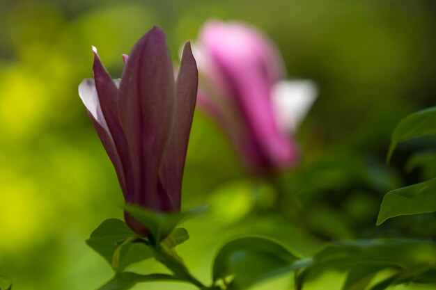 Close-up view of purple blooming magnolia. beautiful spring bloom for magnolia tulip trees pink flowers