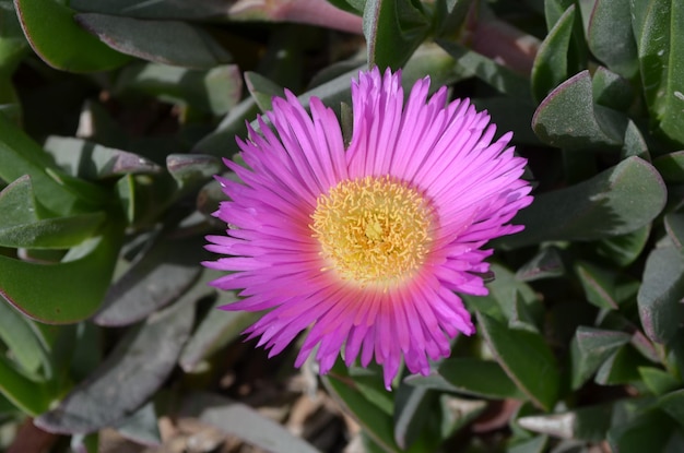 Photo close-up view of purple flower