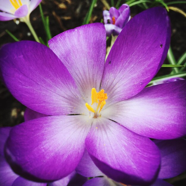 Foto vista ravvicinata del fiore viola