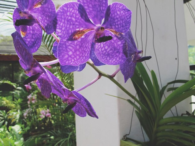 Close up view of purple orchid