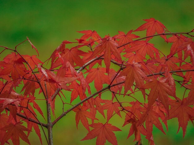 Close-up view of red leaf