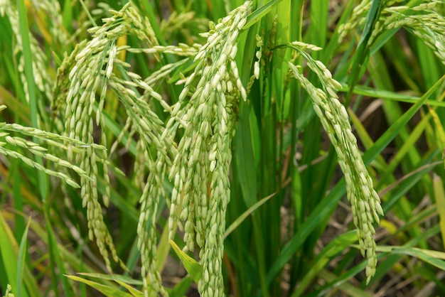 쌀 필드에 쌀 식물의보기를 닫습니다