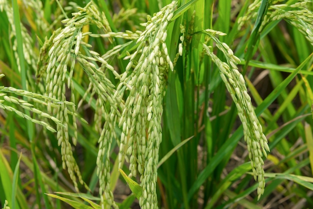 Photo close up view of rice plants on the rice field