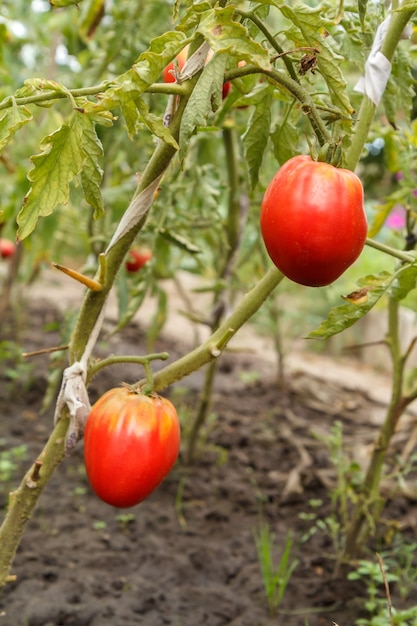 Vista ravvicinata dei pomodori maturi che crescono nella serra. pomodori sul letto del giardino con frutti rossi.