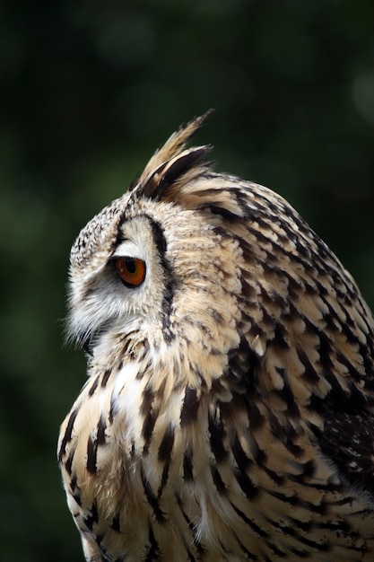 Close up view of the rock eagle-owls head.