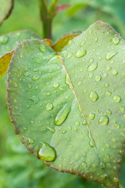 Close-up view of rose leaf with water drops on the bush in sunny summer day.