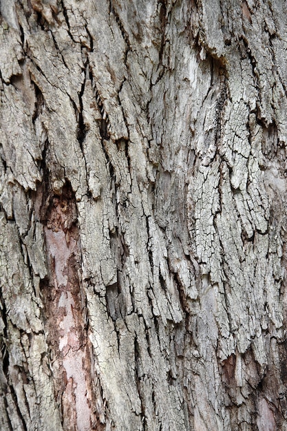 Close up view of the rough texture of a tree bark.