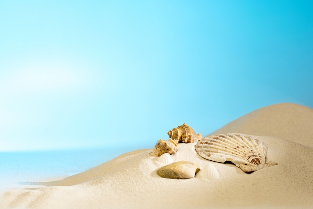 Close up view of shells on the sandy beach