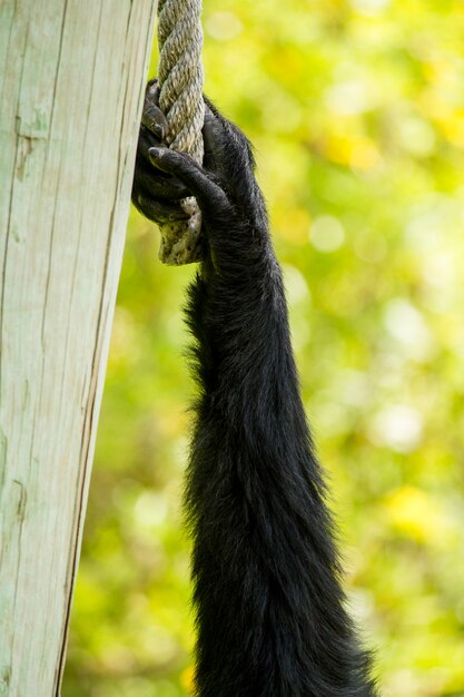 Закройте вверх по взгляду руки обезьяны гиббона siamang (Symphalangus syndactylus).