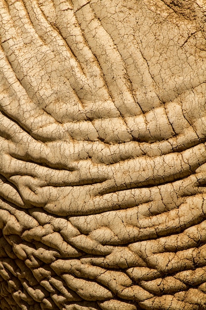 Close up view of the skin texture of an African Elephant.